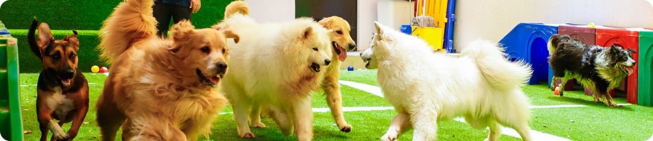 Cães brincando juntos na creche